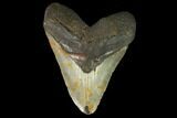 Huge, Fossil Megalodon Tooth - North Carolina #124458-1